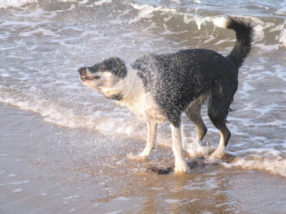 Border Collie Tiffy at the beach