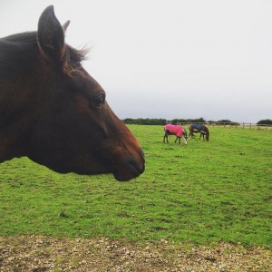 Horses - Durham Pet Care