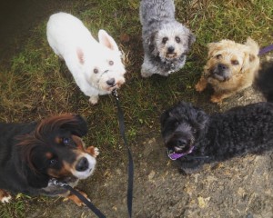 Friendly Doggos - Durham Dog Walker