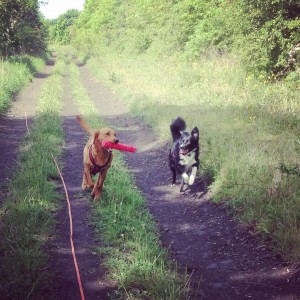 Barky Boo - Durham Dog Walking