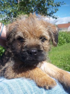 Barney - Little Brown Doggie