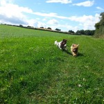 Little Brown Doggie Poppy and Barney