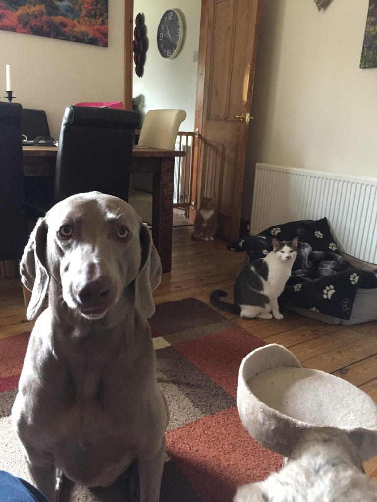 Durham Pet Sitting - Overnight Stay