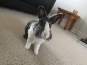 Overnight Pet Sitting - County Durham