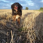 Ruby in the wheat field