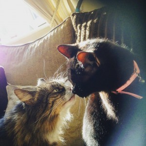Kissing Cats - Durham Pet Care