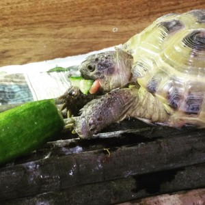 Tortoises & Reptiles - Durham Pet Care